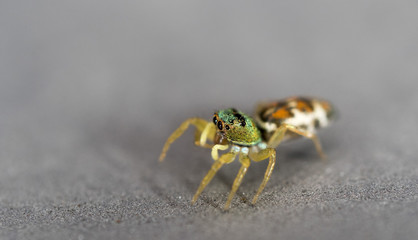 small beautiful spider on a gray car in garage