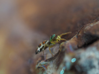 small beautiful spider on rough way in nature