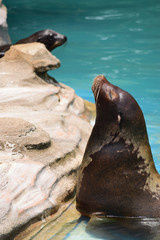 Naklejka premium カリフォルニアアシカ