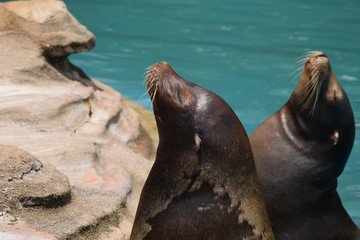 カリフォルニアアシカ