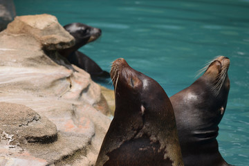 カリフォルニアアシカ