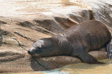 Obraz premium カリフォルニアアシカ