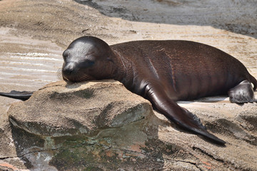 カリフォルニアアシカ