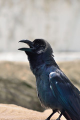 カラス