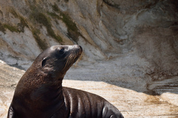 Obraz premium カリフォルニアアシカ