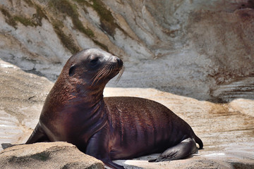 Obraz premium カリフォルニアアシカ