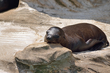 Naklejka premium カリフォルニアアシカ