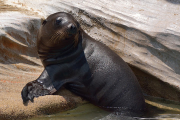 カリフォルニアアシカ