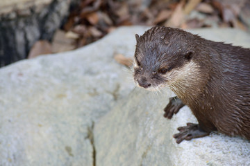 コツメカワウソ