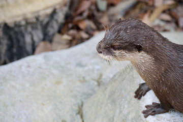 コツメカワウソ