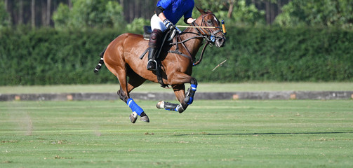 Horse Polo Sport Run In Macth