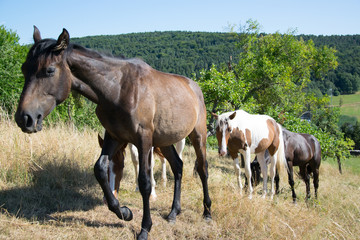 Obraz na płótnie Canvas white brown and black horses