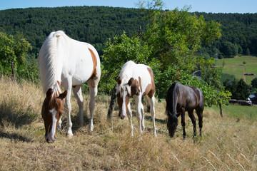 Obraz premium white brown and black horses