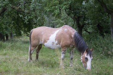 Obraz na płótnie Canvas white brown horse