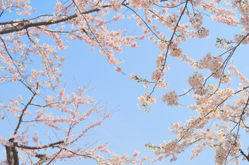 桜　春　素材