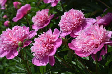 Pink Flowers