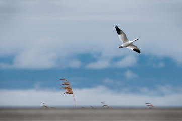 Migrating Snow Goose