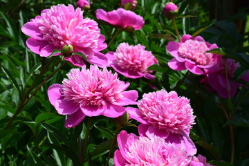 Pink flowers