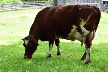 Cow grazing
