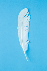 white feather on blue background.