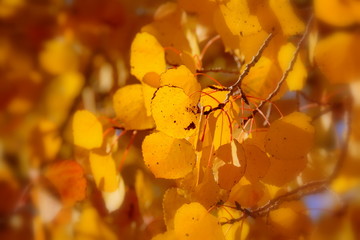 Aspen Leaves 