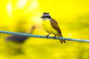 Pitangus sulphuratus