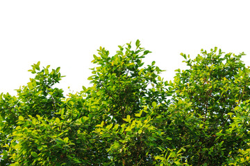 frame or border leaf green tree on white background.
