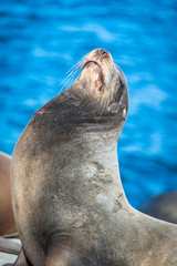 Fototapeta premium Sea Lion Profile - Scarred with Bloody Whiskers
