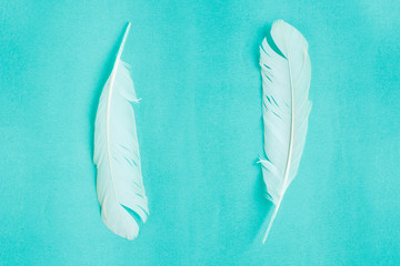 white feather on green background.
