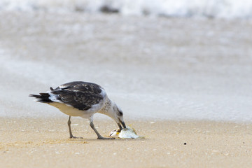 Gaivotão - Larus dominicanus