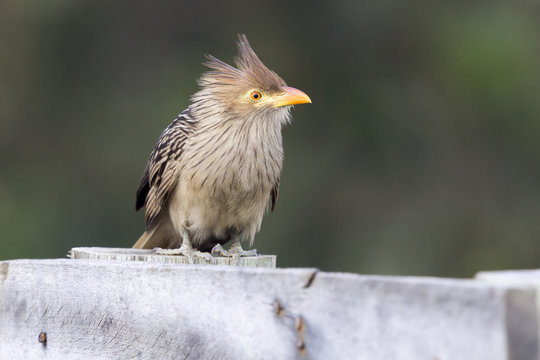 Anu-branco - Guira Guira