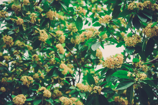 Beautiful yellow Tembusu flowers bloomig (Fagraea fragrans Roxb)