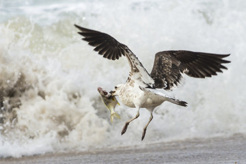Gaivotão - Larus dominicanus