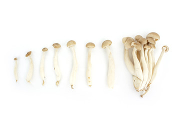 mushrooms top view on white background.