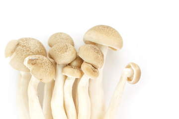 Fototapeta na wymiar mushrooms top view on white background.