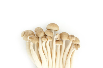 mushrooms top view on white background.