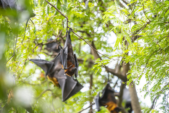 Bats hanging upside down from tree brances ( Lyle's flying fox; : Pteropus lylei)