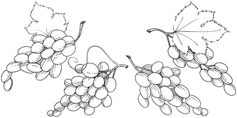 Grape healthy food in a vector style isolated. Full name of the fruit: grape. Vector wild fruit for background, texture, wrapper pattern or menu.