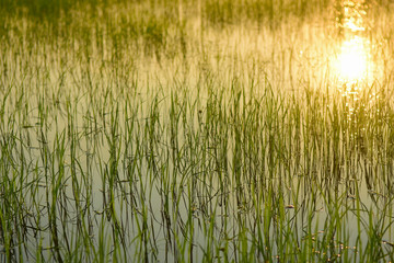 Beautiful Green field of rice and sunset background.