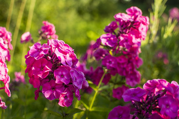 flowering phlox flowers