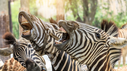 Funny zebra open mouth and show teeth © ABCDstock