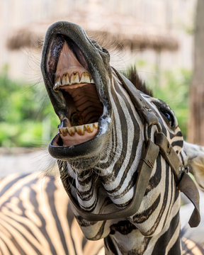 Fototapeta Funny zebra open mouth and show teeth