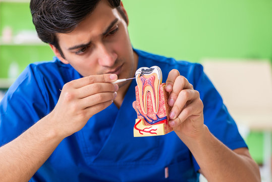 Young dentist practicing work on tooth model