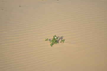 Monahan's Sandhills State Park, TX

Lonesome plant in the dunes