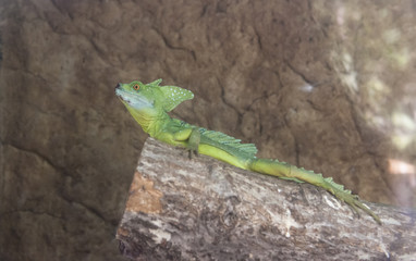 Green Basilisk