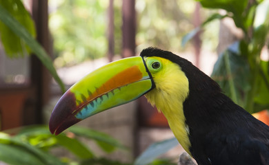 Keel-billed Toucan