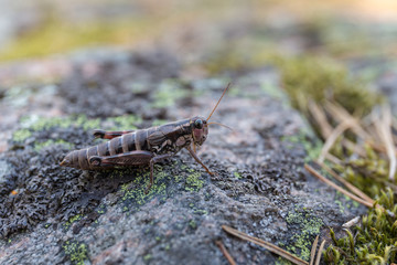 grasshopper is sitting on a stone