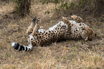 cheetah