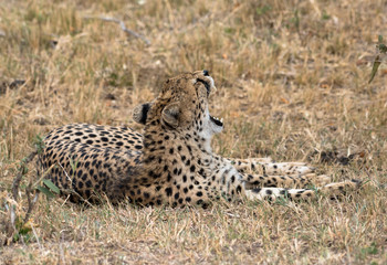 cheetah