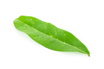 Fototapeta na wymiar green leaf texture on white background.